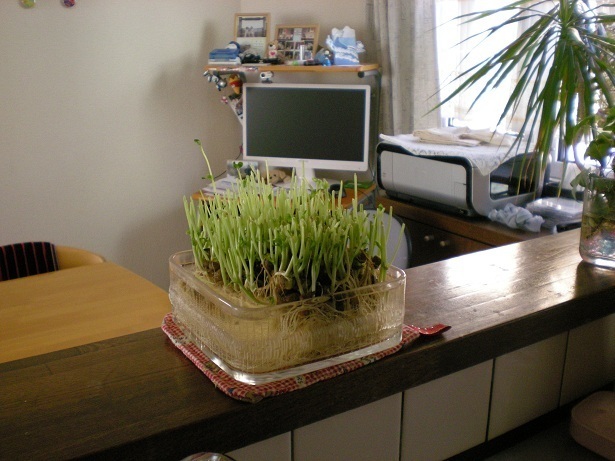 DSCN2916.JPG