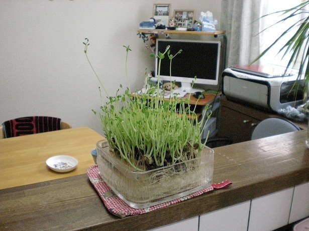 DSCN3043.JPG