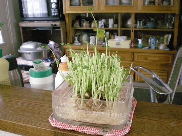 DSCN3043-2.JPG
