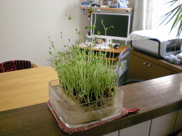 DSCN3067.JPG