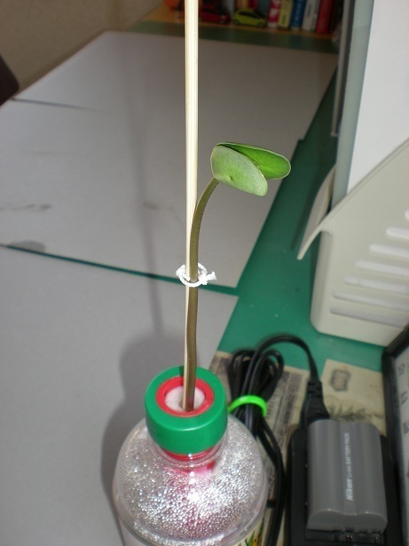 DSCN3470.JPG