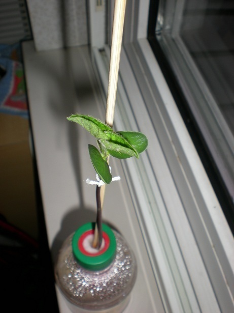 DSCN3509.JPG