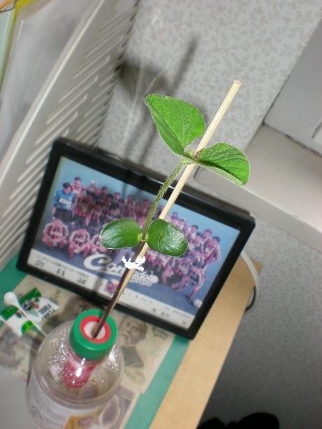 DSCN3535.JPG