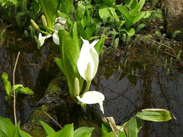 DSCN3573.JPG