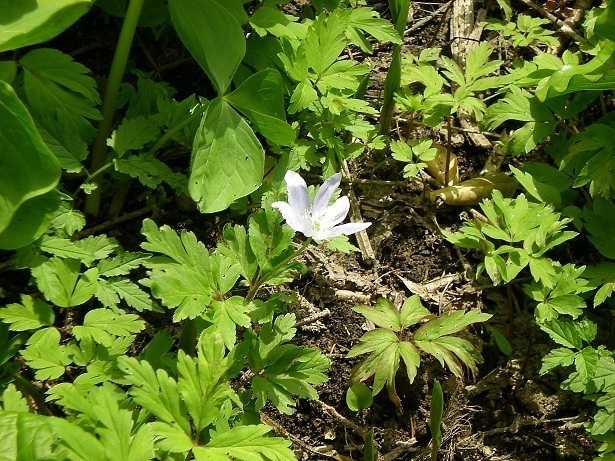 DSCN3600.JPG