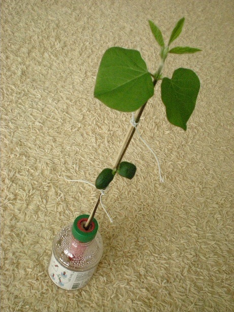 DSCN3676.JPG