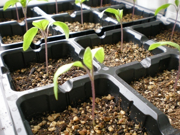 DSCN3680.JPG
