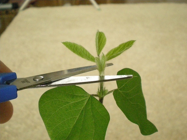 DSCN3684.JPG