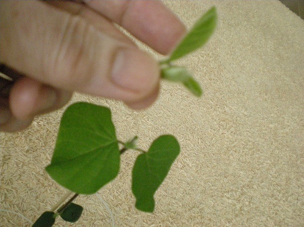 DSCN3685.JPG