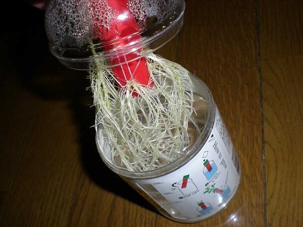 DSCN3918.JPG