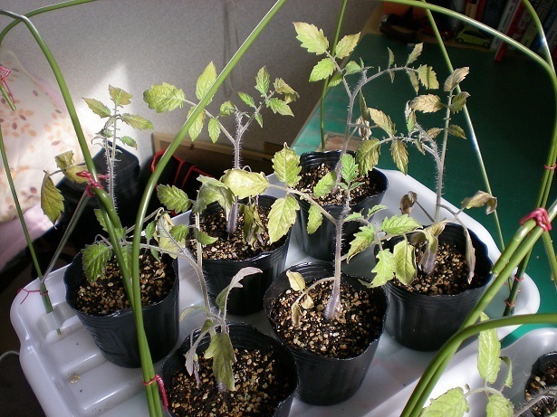 DSCN4196.JPG