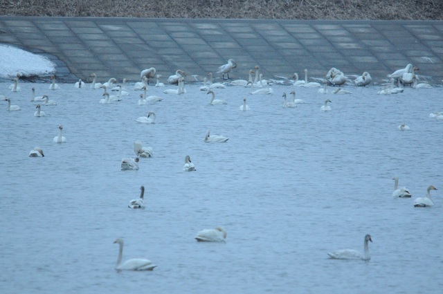 DSC_1148.JPG