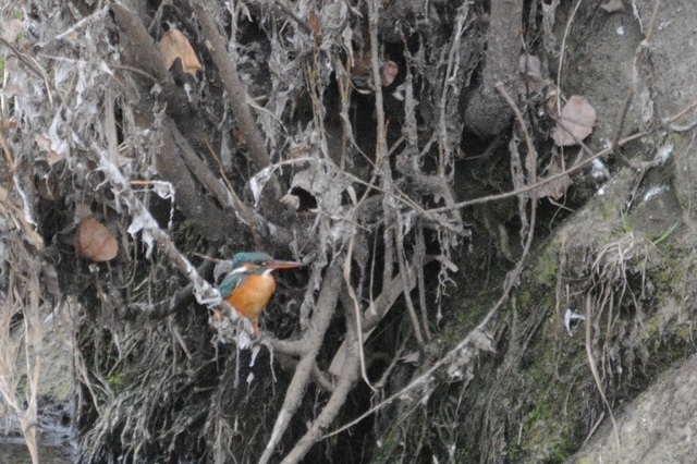 DSC_1487.JPG