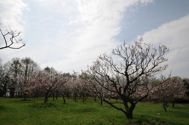 DSC_1810.JPG