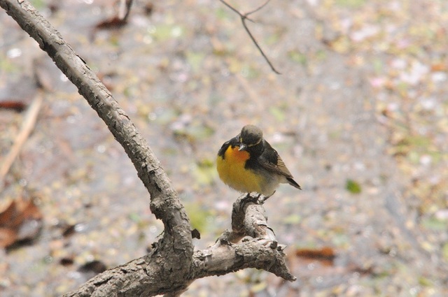 DSC_1989.JPG