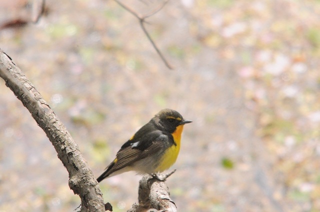 DSC_1990.JPG