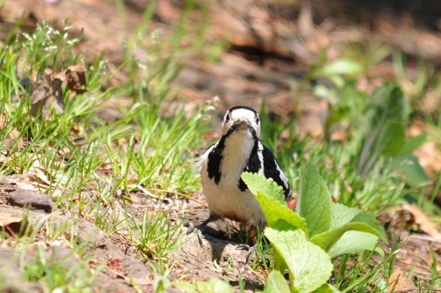 DSC_2060.JPG