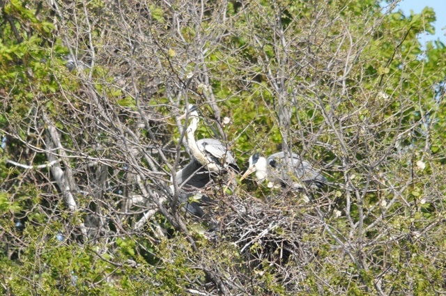 DSC_2408.JPG