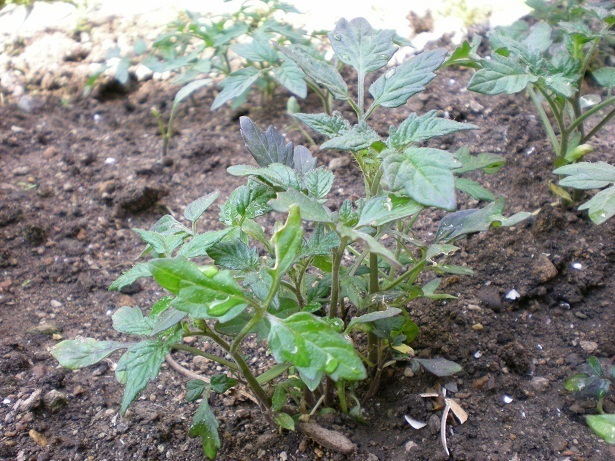 DSCN4828.JPG