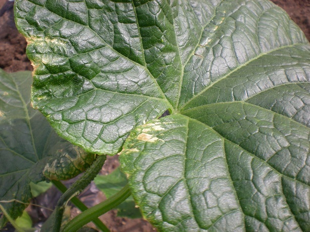 DSCN4916.JPG