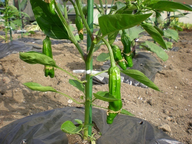 DSCN4918.JPG