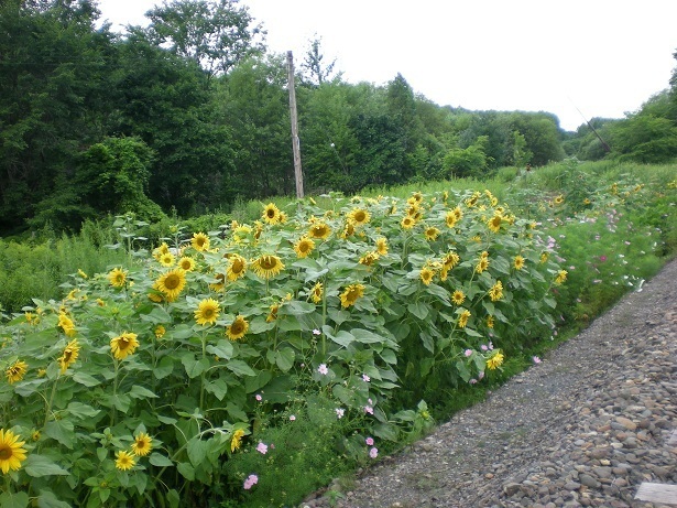DSCN5366.JPG