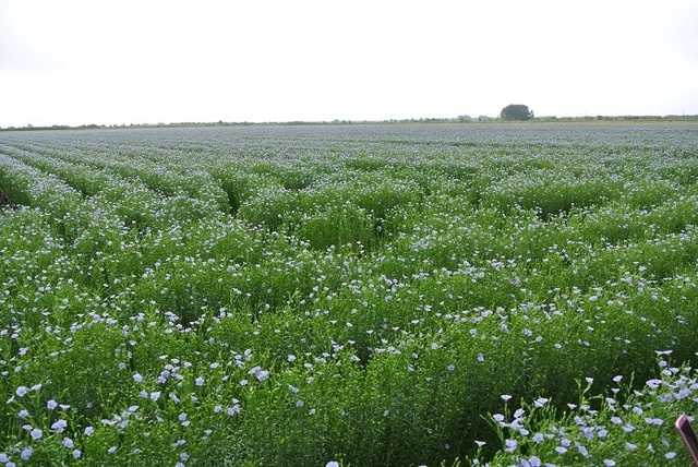 DSC_1277.JPG