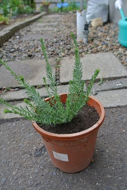 DSC_1346.JPG