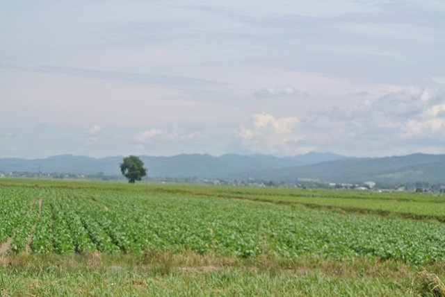 DSC_1650.JPG