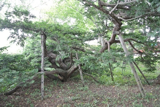 DSC_2356.JPG