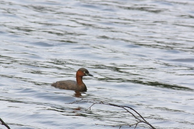 DSC_2470.JPG