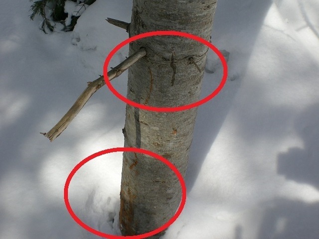 DSCN6397.JPG
