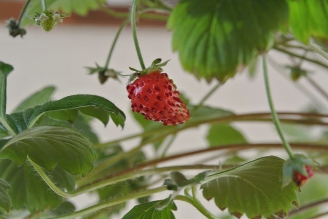 DSC_6740.JPG