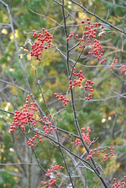 DSC_3730.JPG