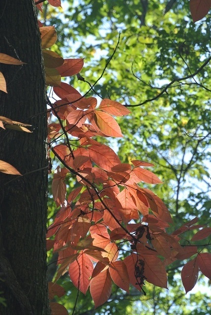 DSC_3734.JPG