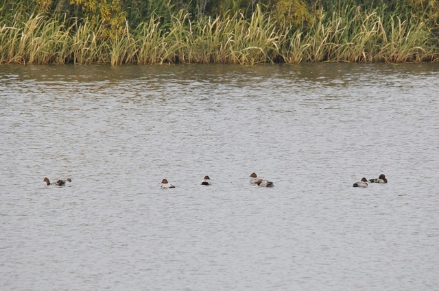 DSC_4300.JPG