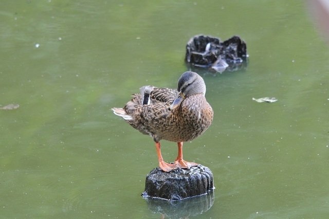 DSC_4305.JPG