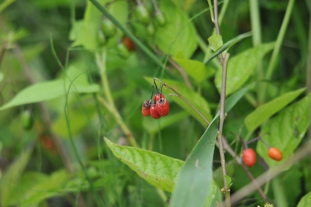 DSC_4317.JPG