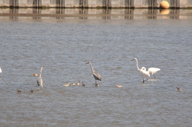DSC_4348.JPG