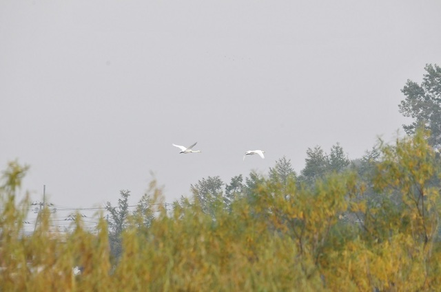 DSC_4393.JPG