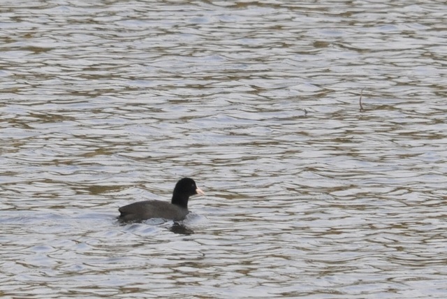 DSC_4400.JPG