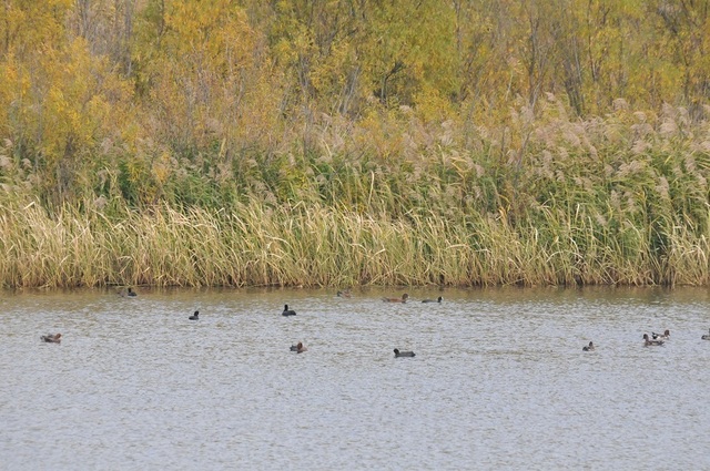 DSC_4401.JPG