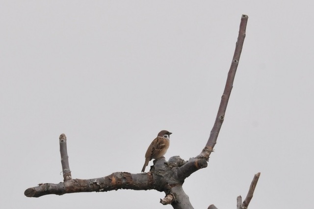 DSC_4450.JPG