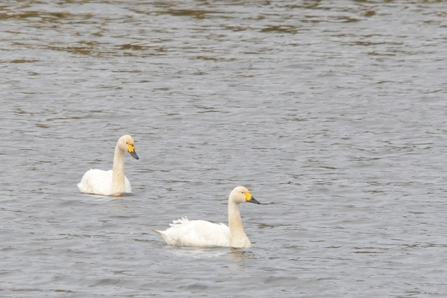 DSC_4451.JPG