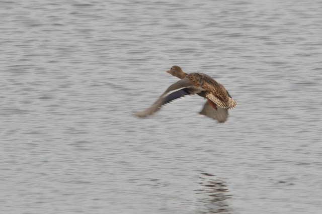 DSC_4452.JPG