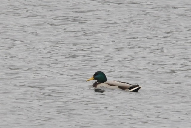 DSC_4453.JPG