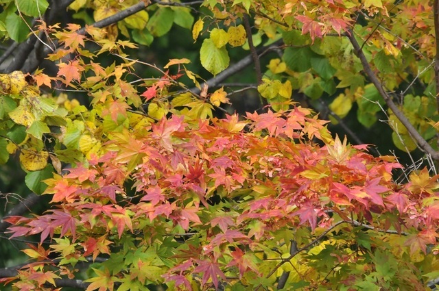 DSC_4457.JPG