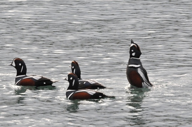 DSC_4541.JPG