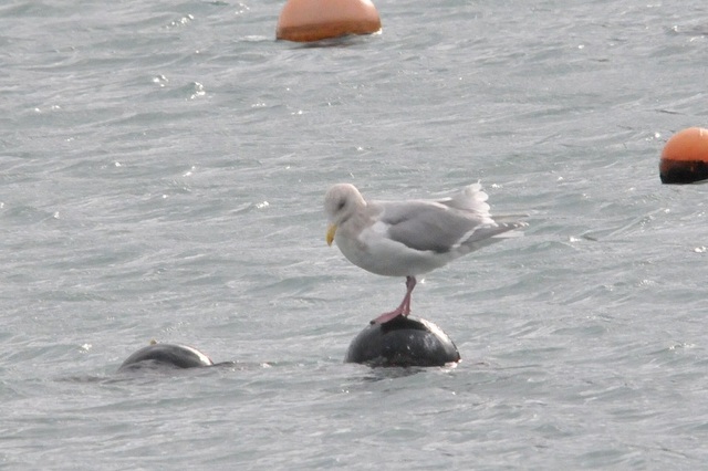 DSC_4554.JPG