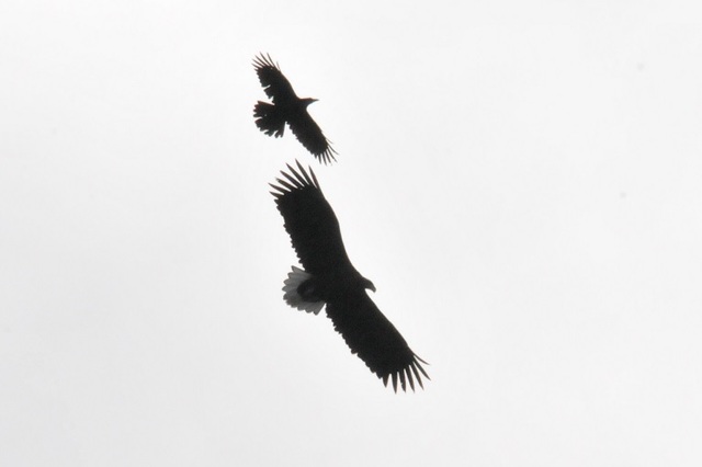 DSC_4555.JPG